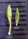  Spikelet pair - Adaxial view